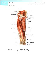 Sobotta  Atlas of Human Anatomy  Trunk, Viscera,Lower Limb Volume2 2006, page 323